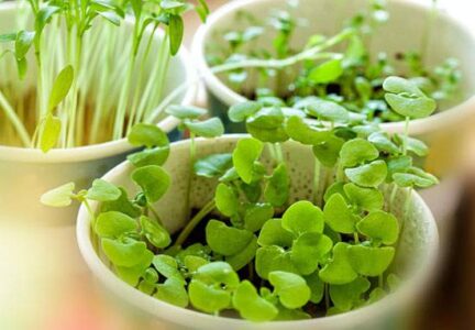 Gardening and Landscaping Using Organic Farming Methods Image